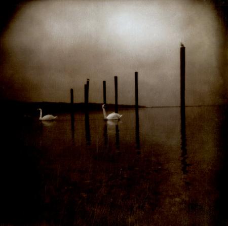 Om - Confernece of the Birds