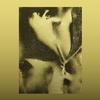 Flying Lotus - 1983 -  Vinyl Record
