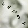 Peter Gabriel - Up *New Unplayed RTI -  Preowned Vinyl Record