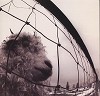 Pearl Jam - Pearl Jam -  Preowned Vinyl Record