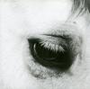Creepoid - Horse Heaven -  Preowned Vinyl Record