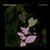 Daniel Lanois - Belladonna Nocturne